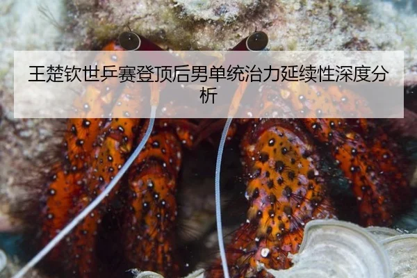 王楚钦世乒赛登顶后男单统治力延续性深度分析